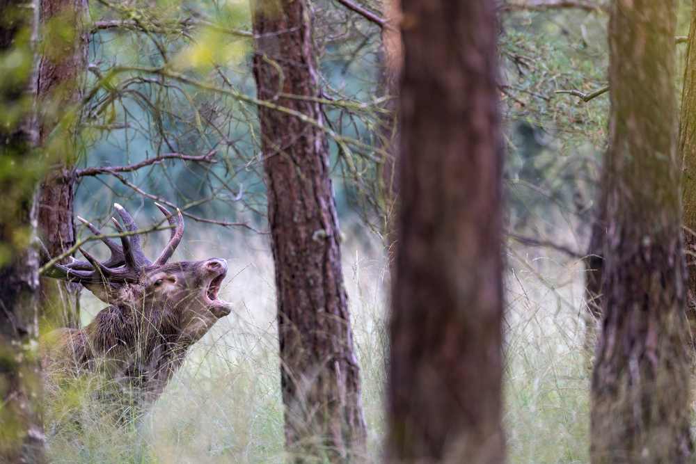 Un cerf hurle dans une forêt dense pendant le brame.  L'image présente un cerf, reconnaissable à ses bois imposants, au milieu d'une forêt. Le cerf est capturé dans un moment dramatique, la gueule grande ouverte pour un hurlement, potentiellement lors de la saison des amours, connue sous le nom de brame. Sa tête est tournée vers la gauche de l'image, ses bois bien visibles et ramifiés se détachant sur le fond. L'animal est entouré d'herbes hautes et d'une végétation luxuriante qui brouillent légèrement les contours, créant une impression de profondeur et de naturel. Le décor est constitué d'arbres aux troncs robustes, certains en premier plan apportant une structure à la composition, tandis que d'autres, plus éloignés, créent un arrière-plan boisé et flou. La lumière semble filtrer à travers le feuillage, créant une ambiance à la fois sauvage et intime. L'atmosphère générale est celle de la nature dans sa splendeur brute, avec une tension palpable due à l'expression du cerf, évoquant la puissance, le territoire et les instincts primaires de la vie sauvage.
