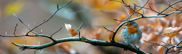 petit oiseau, vraisemblablement un rouge-gorge, perché sur une branche aux feuilles jaunies et orangées, évoquant l'automne. 