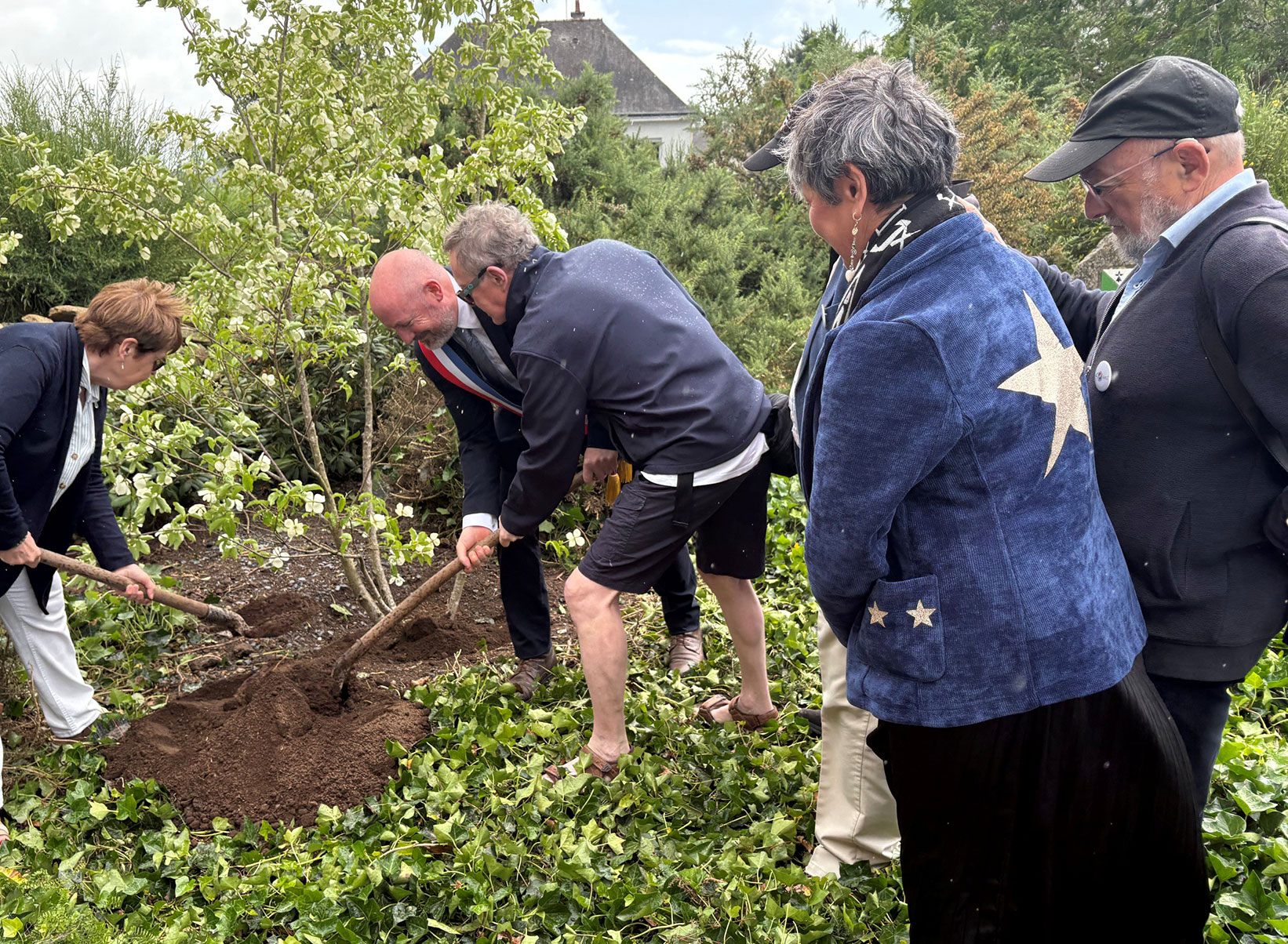 Plantation arbre rond-point Guidel-Carrigaline